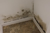 A photo of mold growing along the baseboard of two walls.