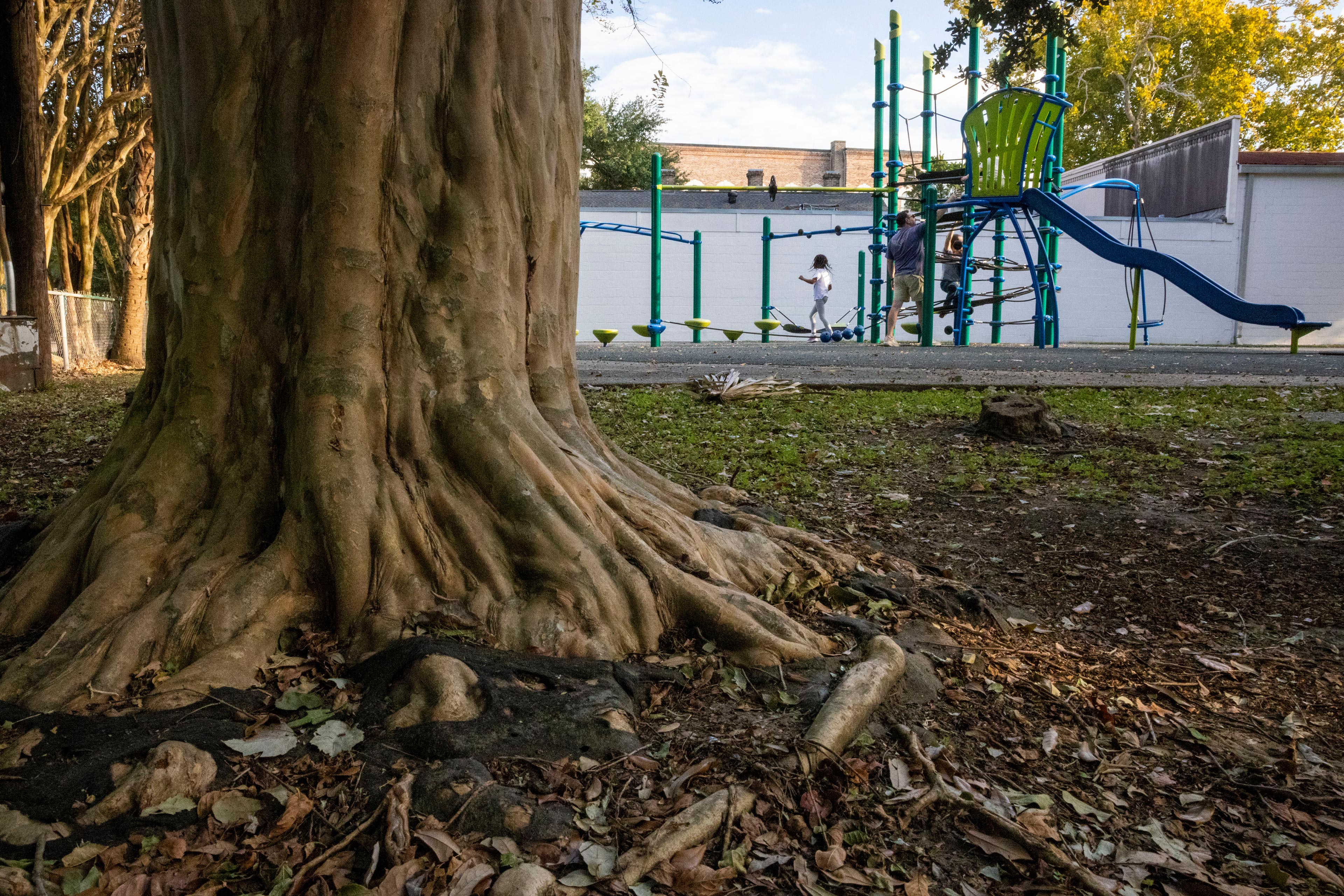 In the foreground is the trunk and roots of a large tree. In the background, children run around and climb on blue, green, and yellow playground equipment.